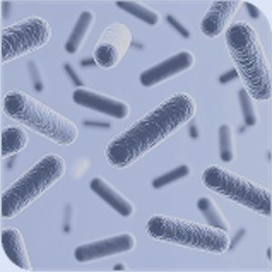 Oral bacteria
